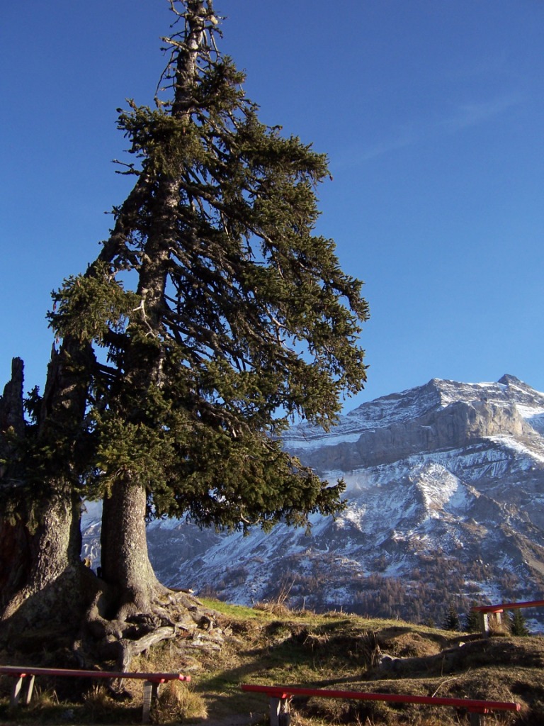 Vegetación alpina